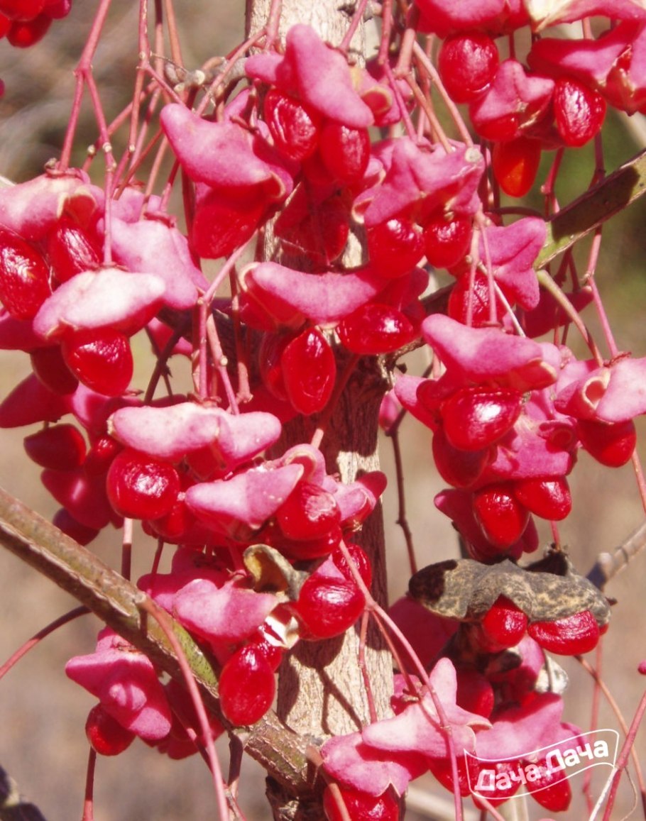 Бересклет Буксус