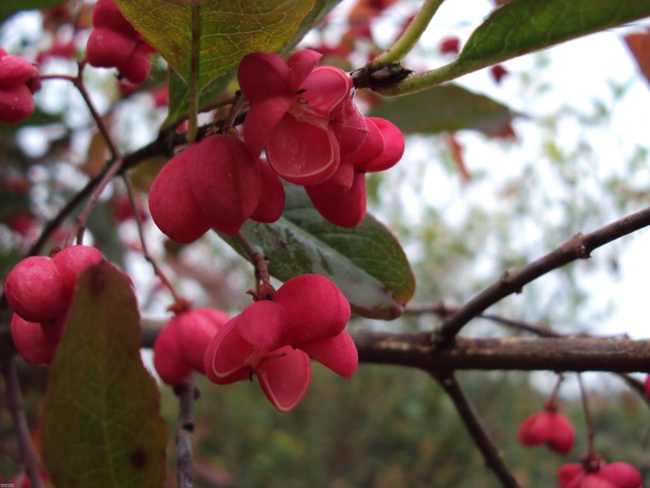 Бересклет обыкновенный Атровиренс