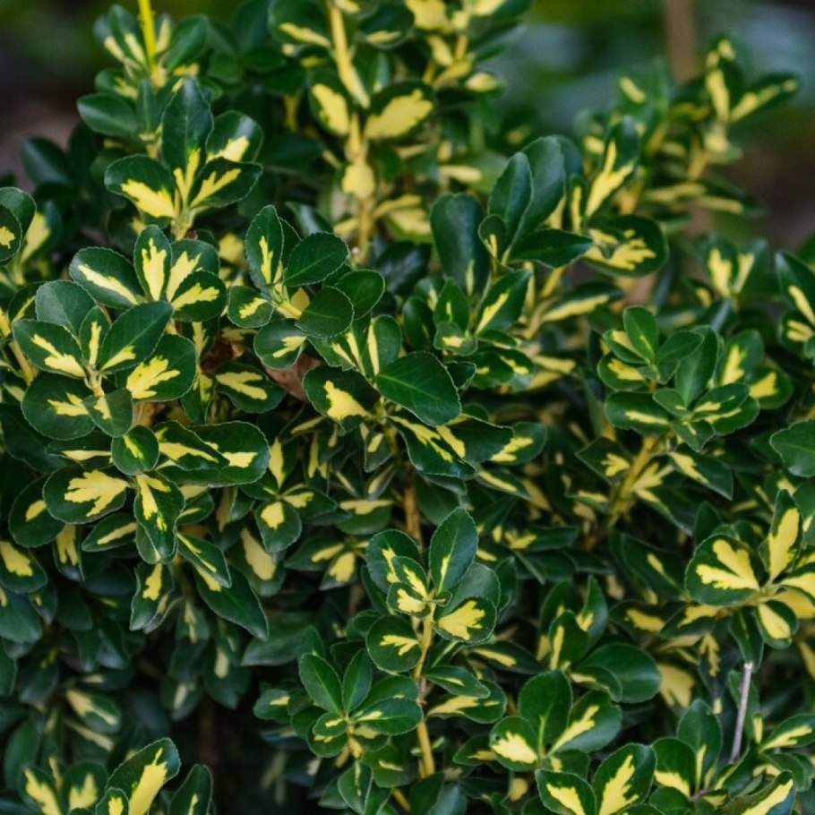 Бересклет Медиопиктус