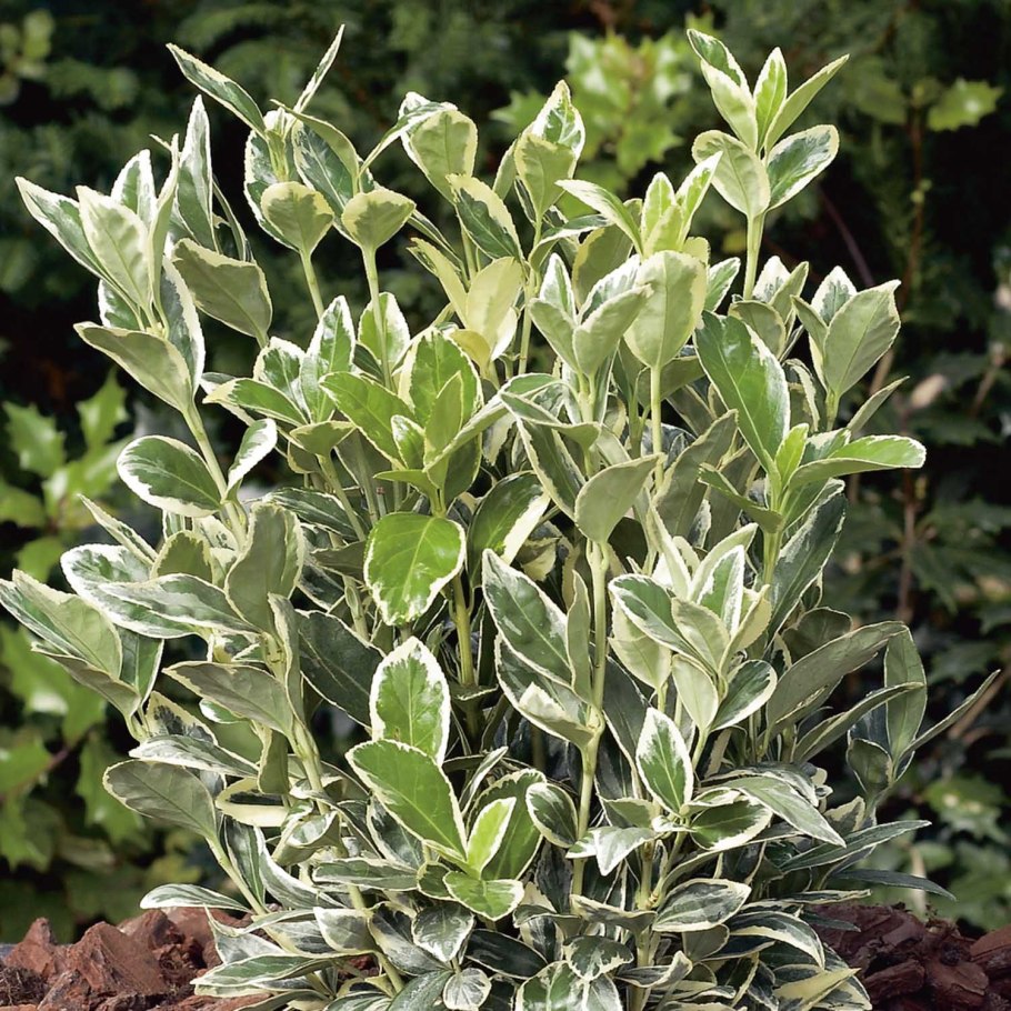 Дерен Альба Элегантиссима