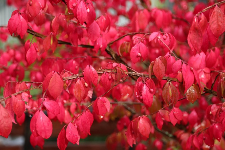 Бересклет Форчуна "Emerald GAIETY"/ Euonymus fortunei