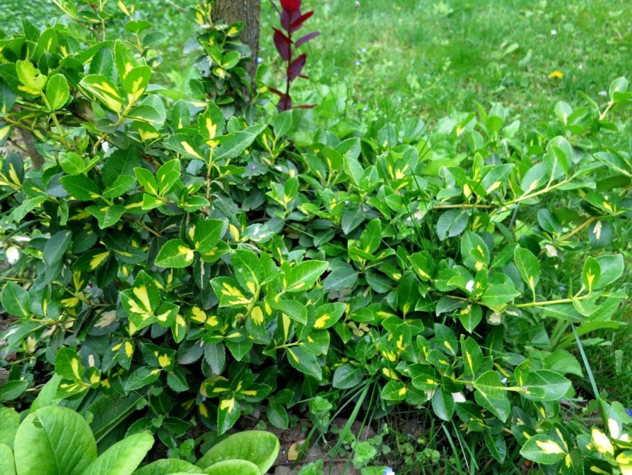 Euonymus latifolius