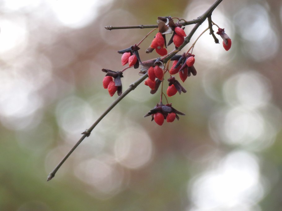 Бересклет Форчуна почвопокровный