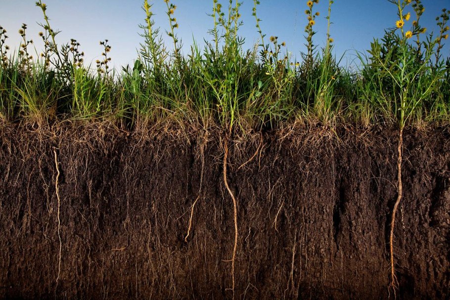 Солоди лугово-степные