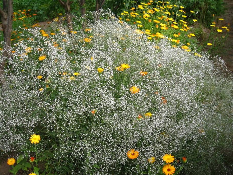 Плодовые деревья на песчаной почве