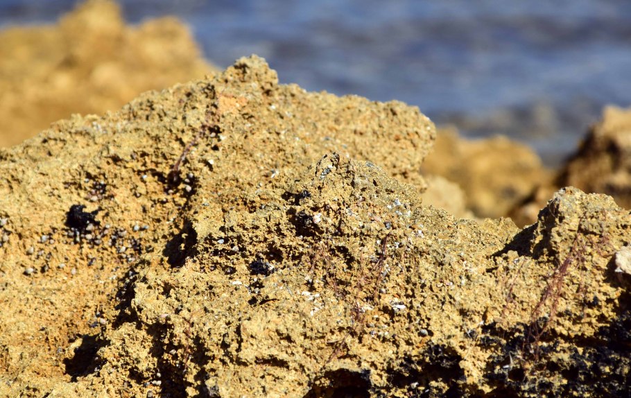 Цветники для тенистых мест схемы