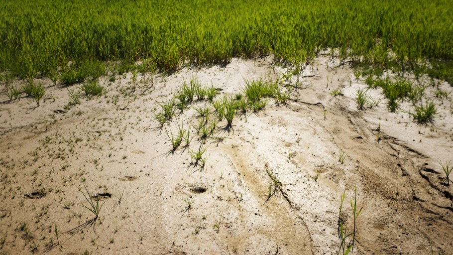 Флора и фауна почвы