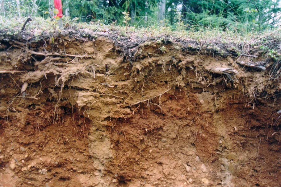 Суккуленты в пустыне