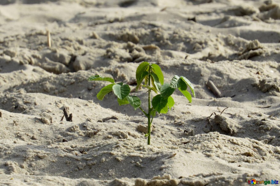 Растения, живущие в песке