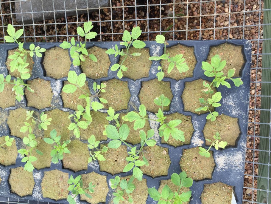 Участок Песчаная земля как удобрить