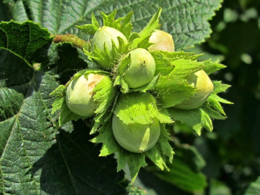 Орешник лещина