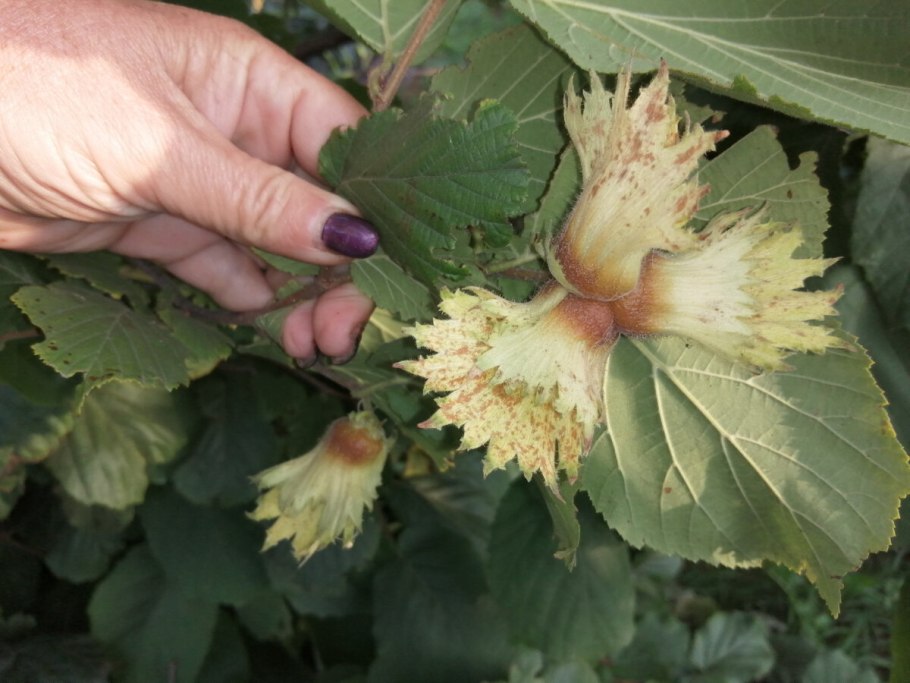 Лещина (фундук) "Московский Рубин"