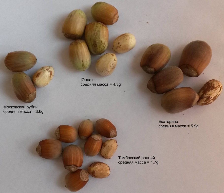 Лещина (Corylus avellana);