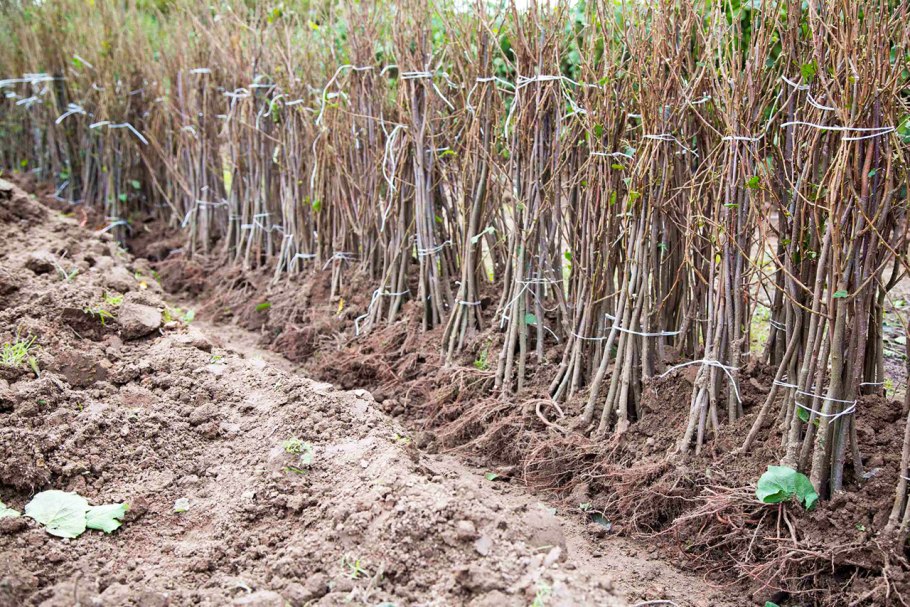 Фундук лещина