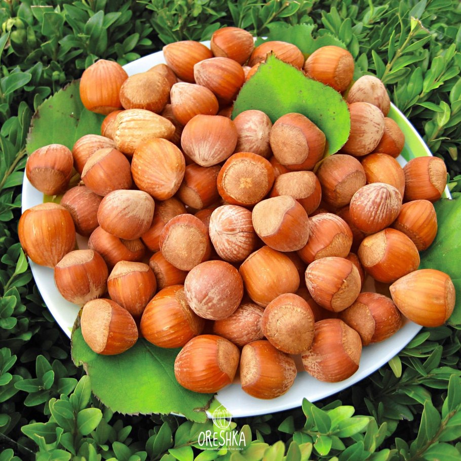 Лесной орех фундук описание