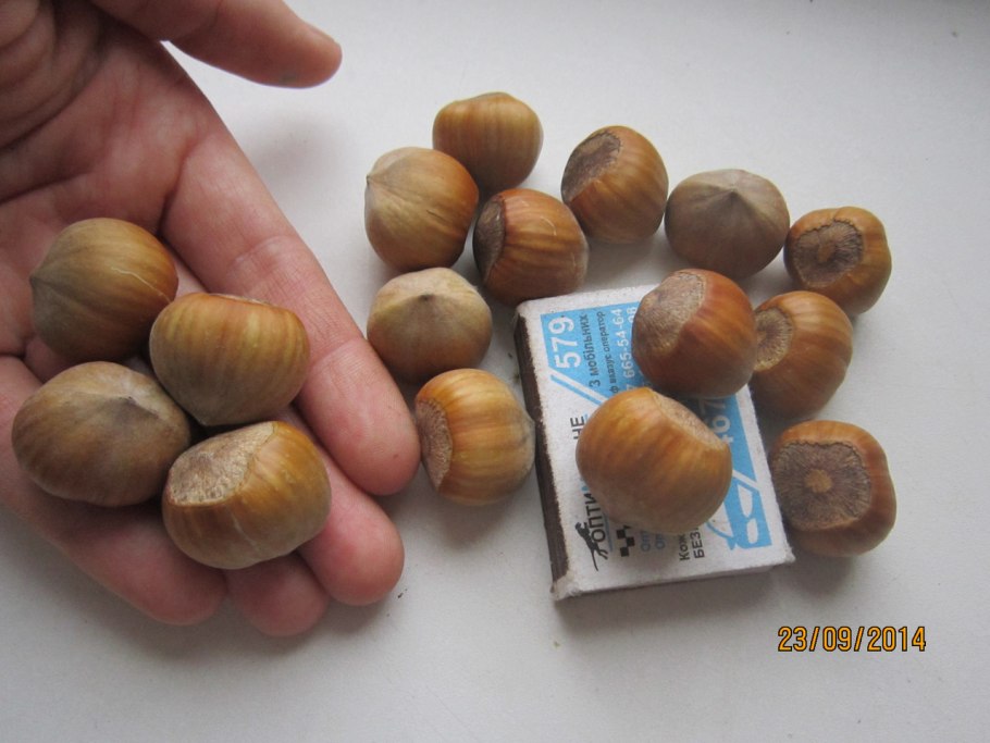 Лещина обыкновенная плод