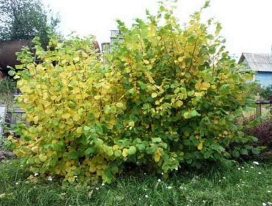 Фундук кудрявчик