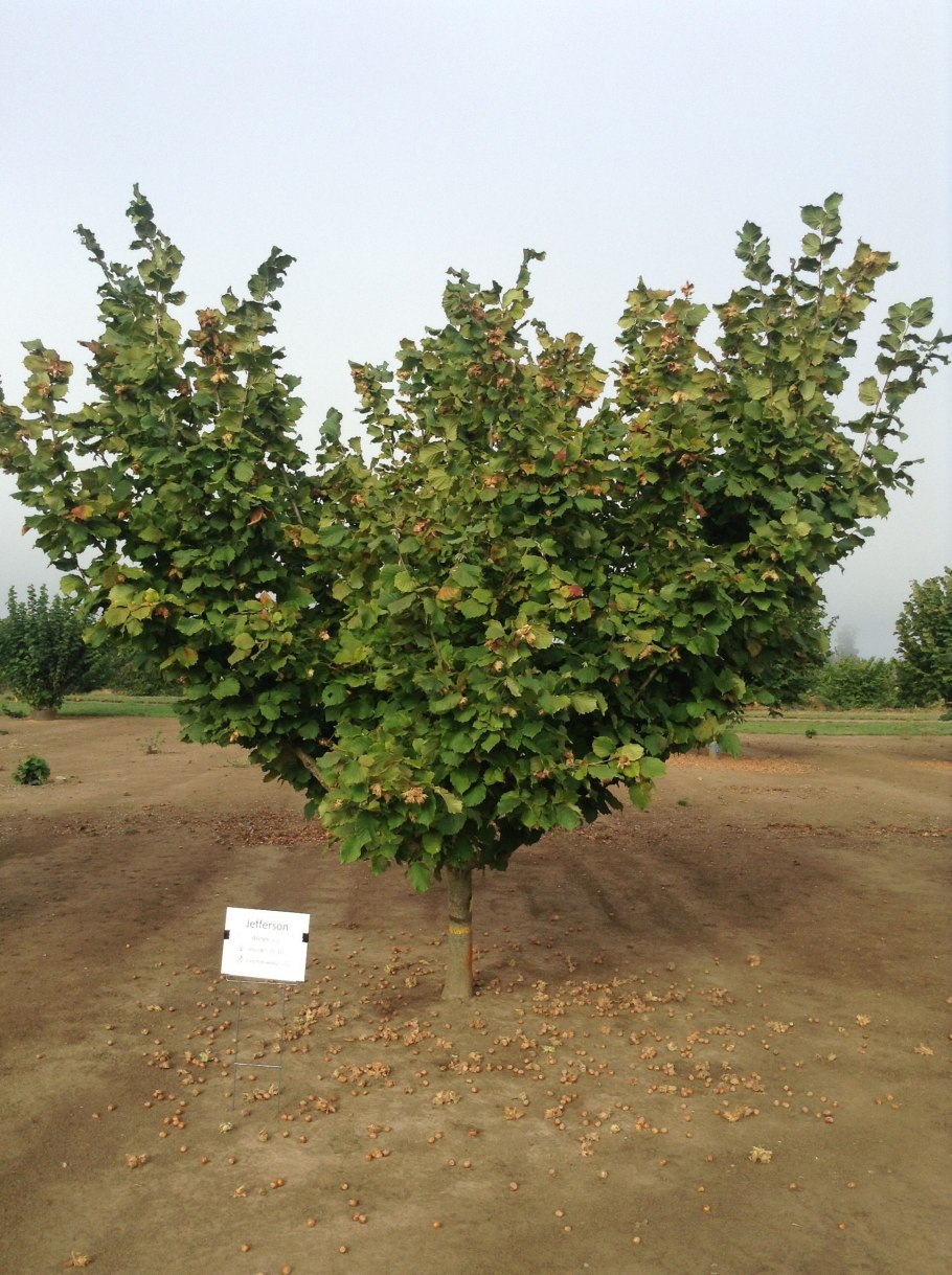 Орех лещина и фундук