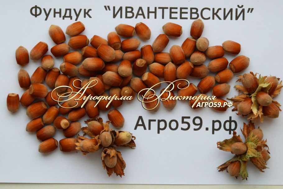 Лещина обыкновенная цветет