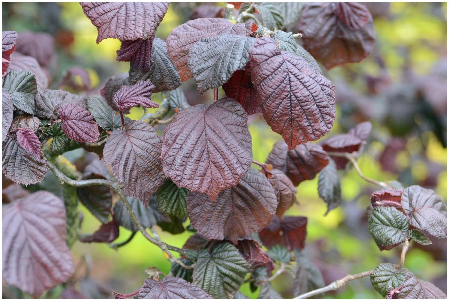 Лещина Барселонская