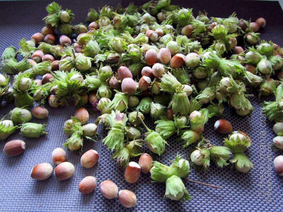 Фундук Трапезунд (140-160 см)