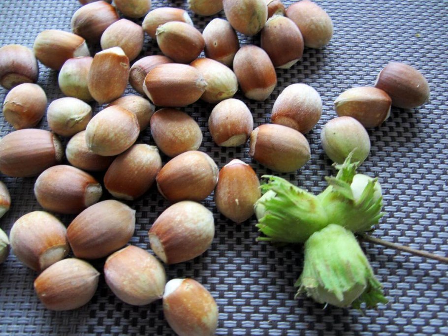 Фундук краснолистный Московский Рубин