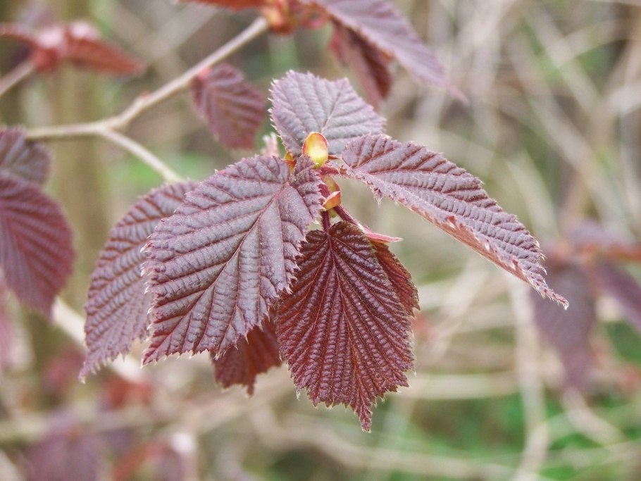 Фундук и Лесной орех дерево