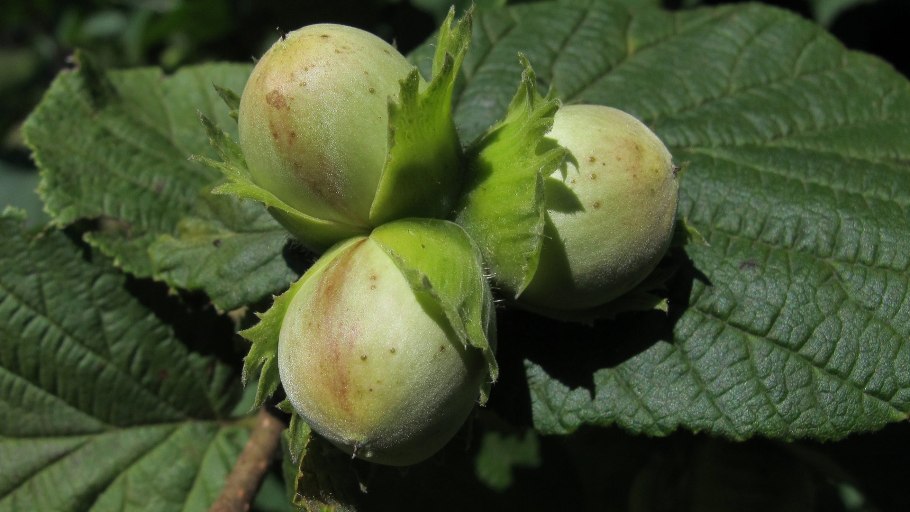 Лещина обыкновенная Пурпуреа