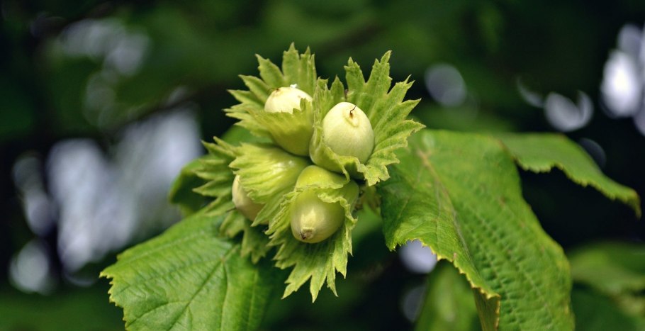 Лещина обыкновенная (Лесной орех)