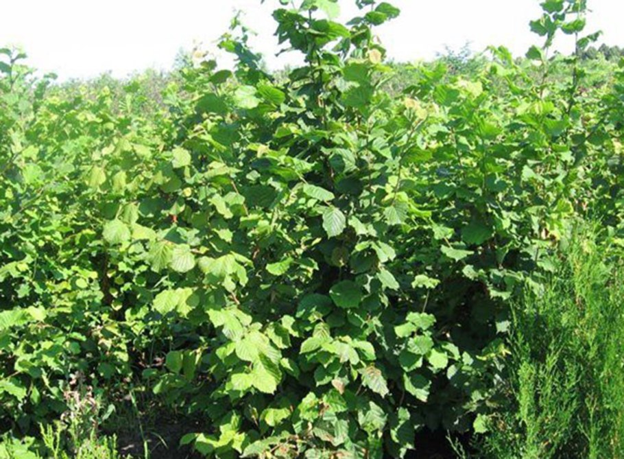 Лещина обыкновенная Пурпуреа