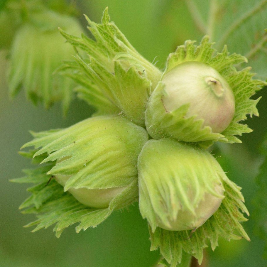 Лещина обыкновенная краснолистная