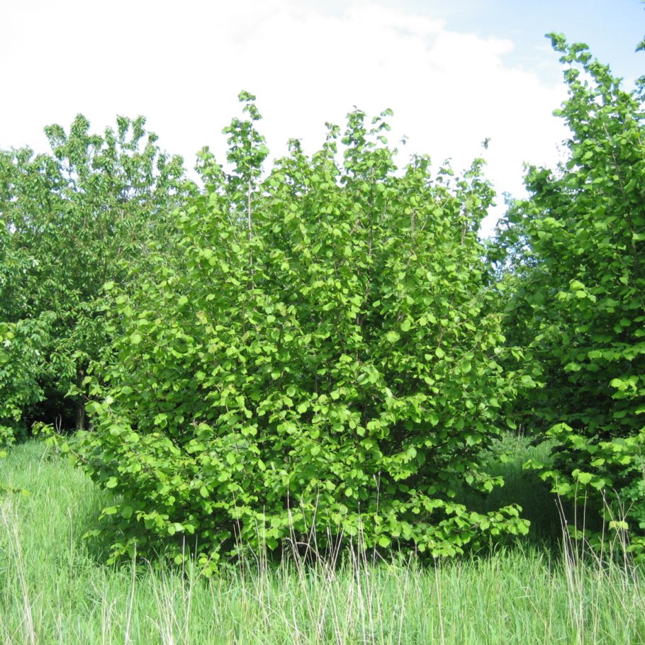 Вентилятор CENTEK CT-5030