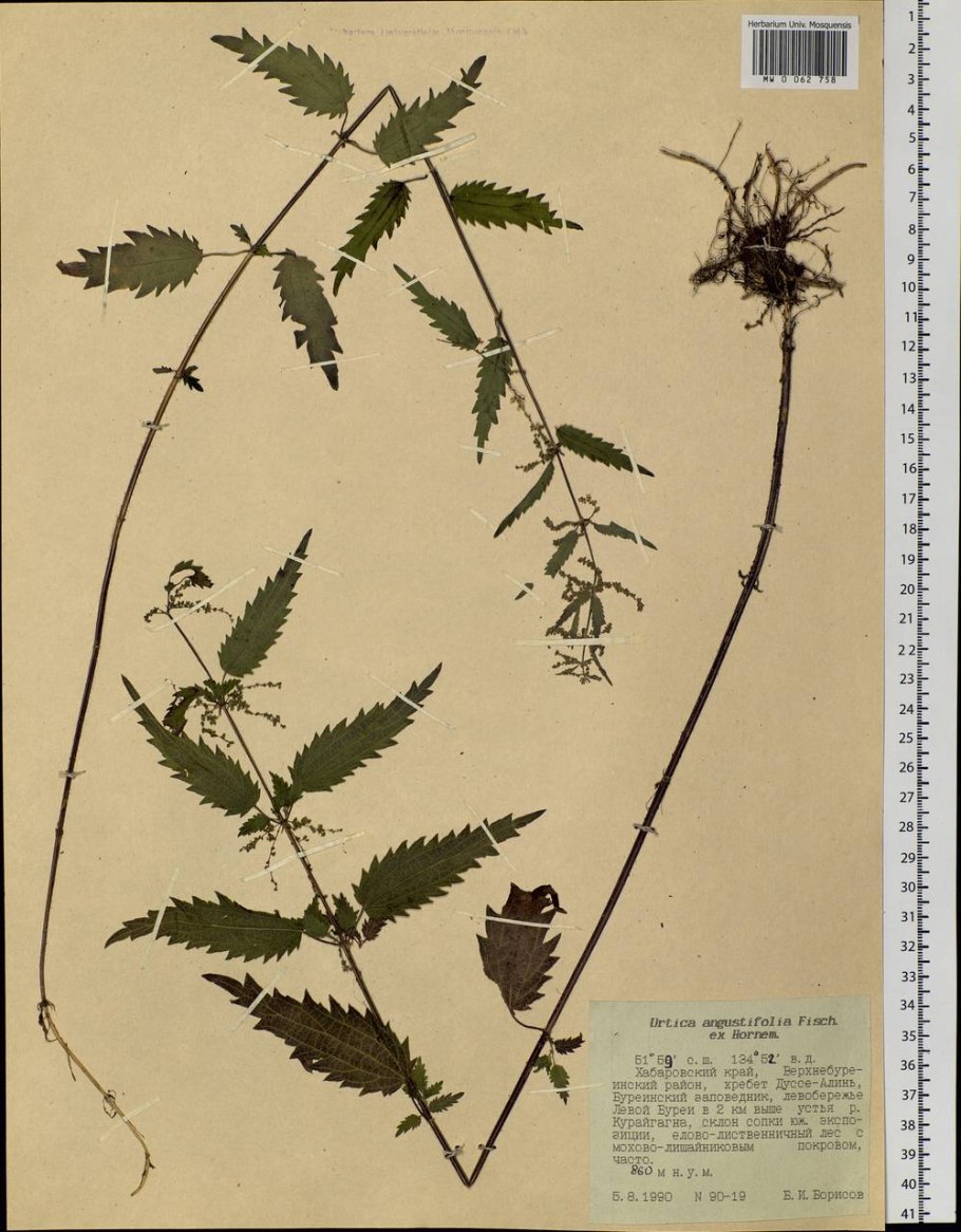 Крапива на Дальнем востоке