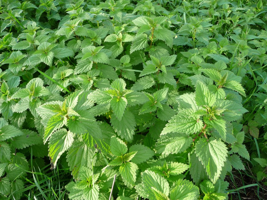 Urtica angustifolia крапива узколистная