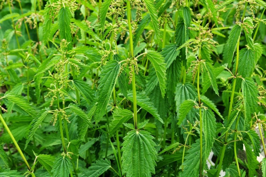 Крапива двудомная (Urtica dioica)