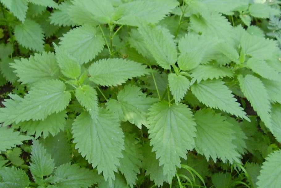 Крапива Луговая