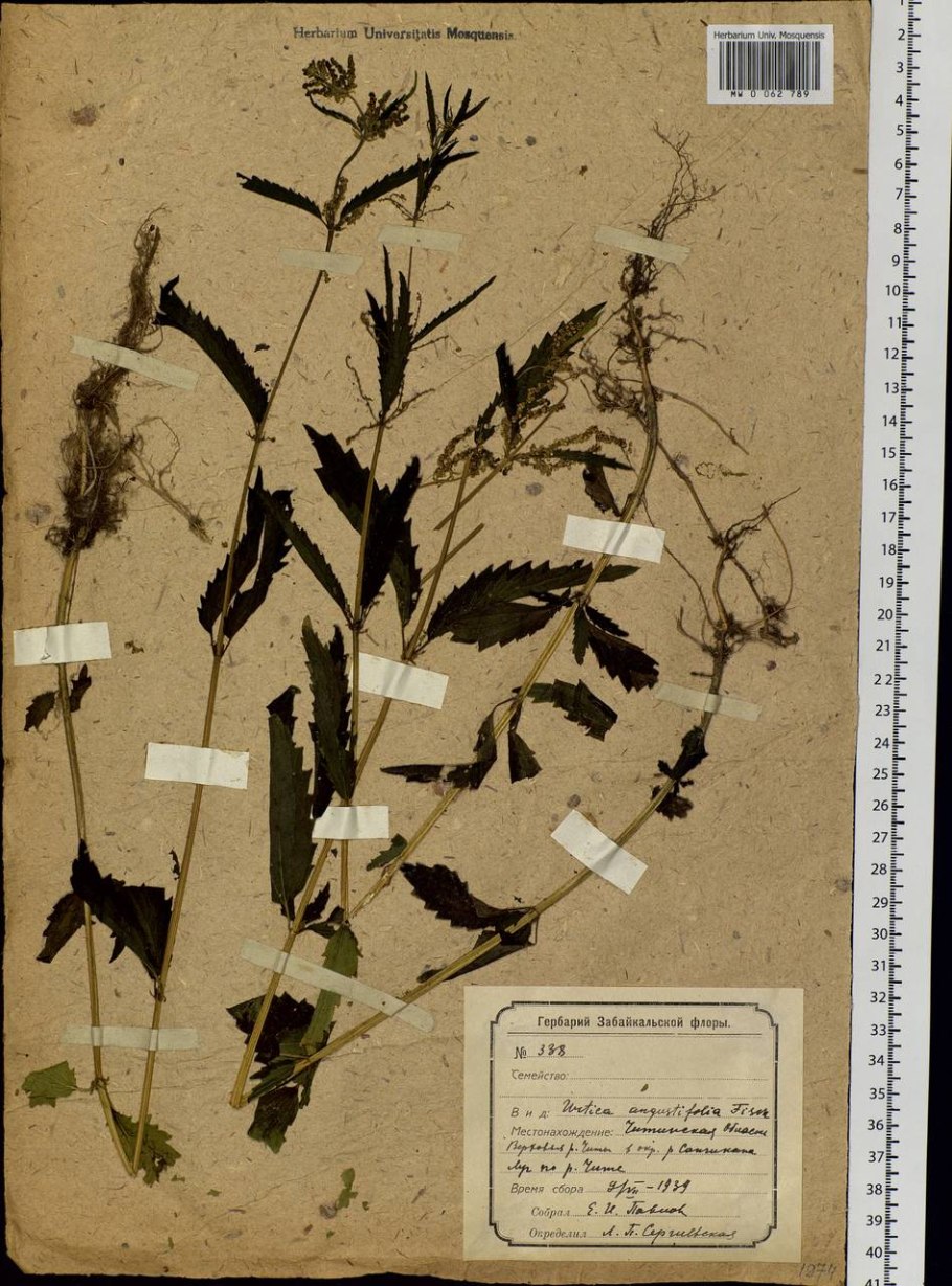 Желтая крапива