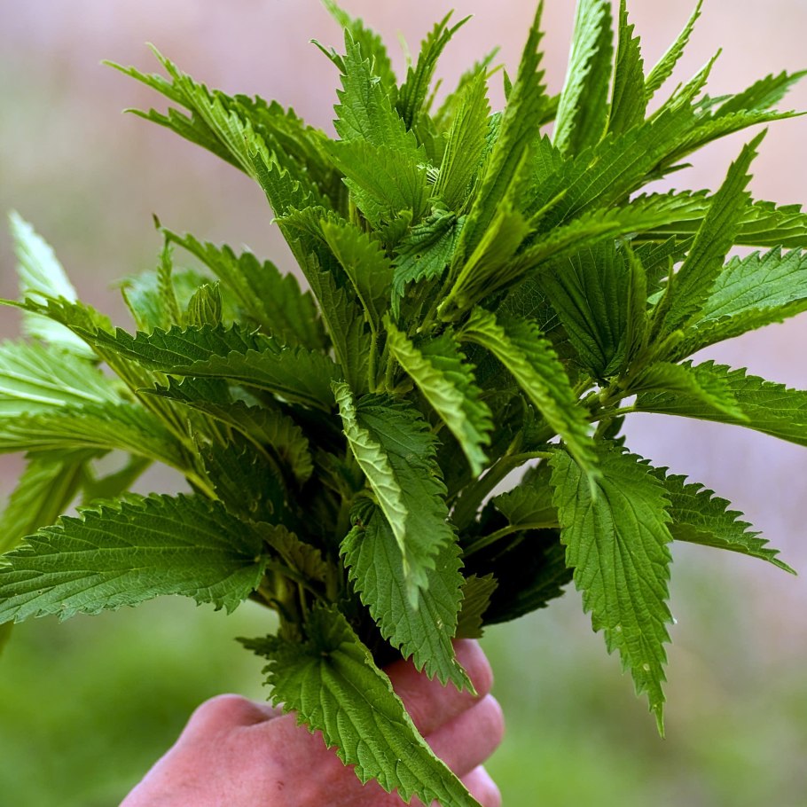 Крапива двудомная цветок