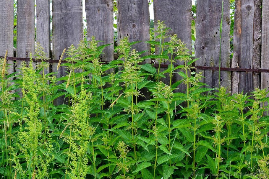 Крапива двудомная рисунок