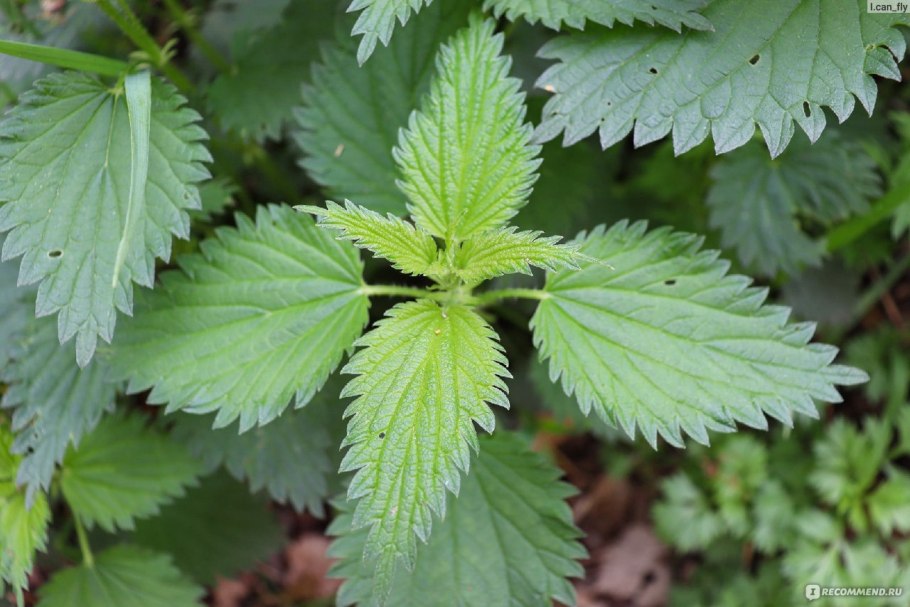 Крапива двудомная