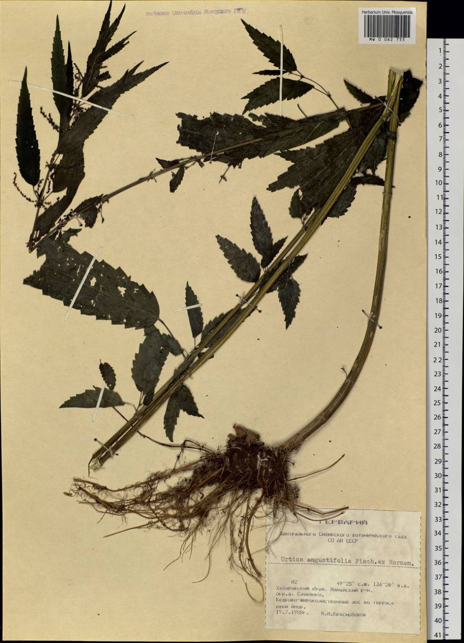 Крапива двудомная