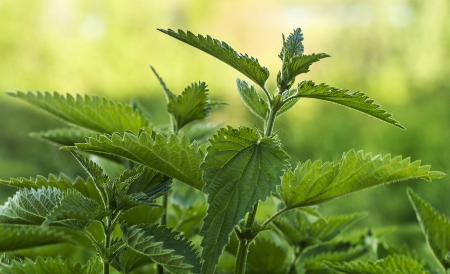 Крапива трава предки арт