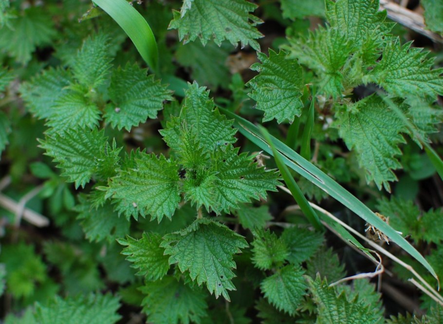 Узколистная китайская крапива