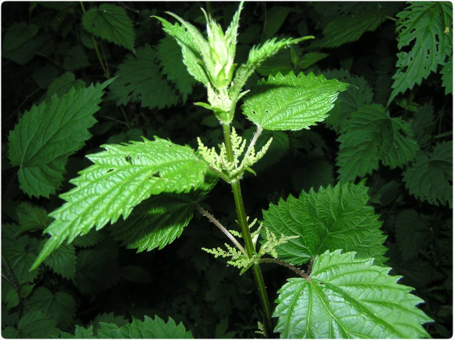 Крапива плосколистная (Urtica platyphylla)