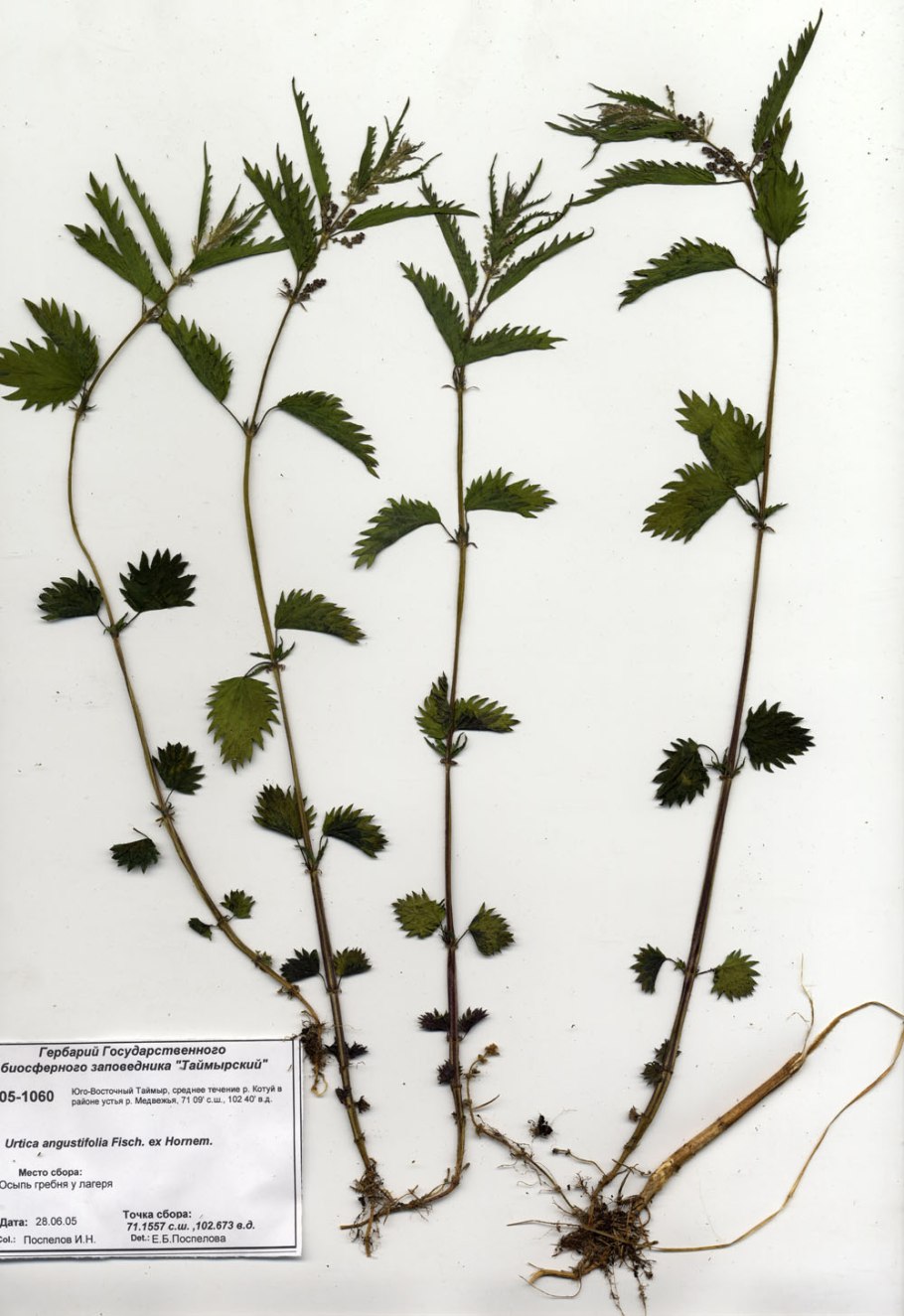 Крапива двудомная