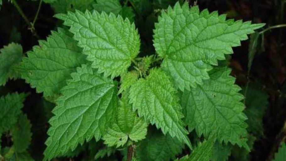 Крапива жгучая (Urtica urens)