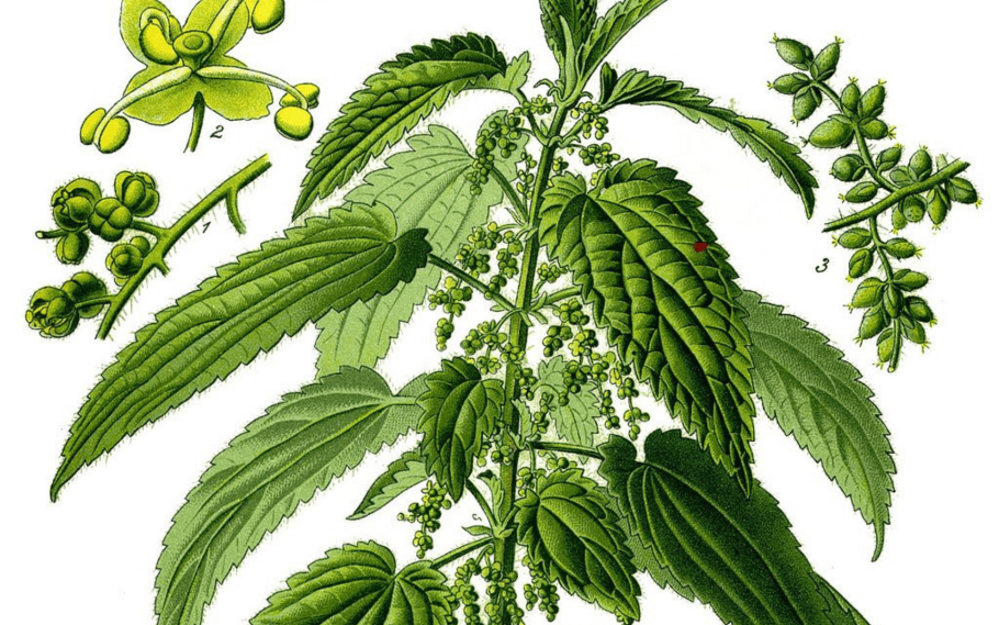 Крапива двудомная растение