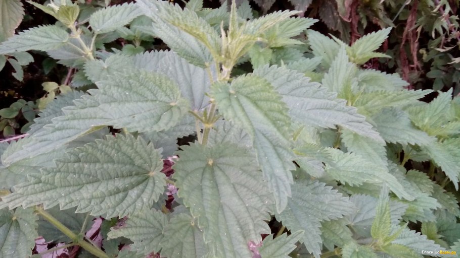 Крапива коноплевидная
