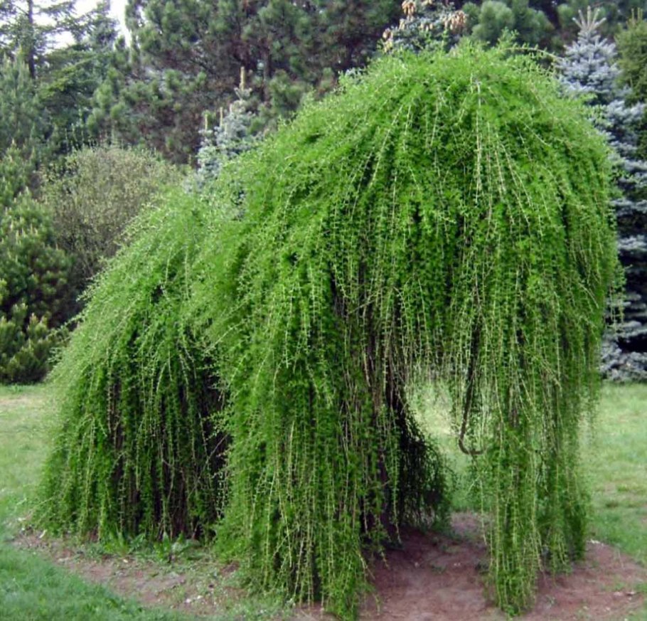 Лиственница на штамбе плакучая