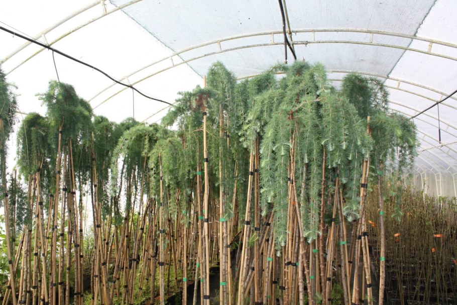 Лиственница Пендула